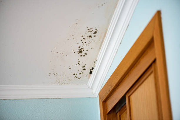 Best Affordable Mold Removal  in USA