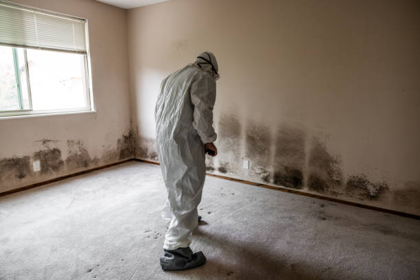 Best Crawl Space Mold Removal  in USA